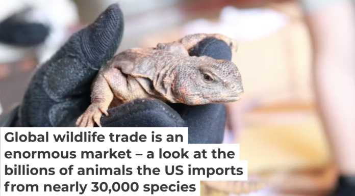 U.S. Fish and Wildlife agents inspect a shipment of reptiles at the Port of Miami. U.S. GAO